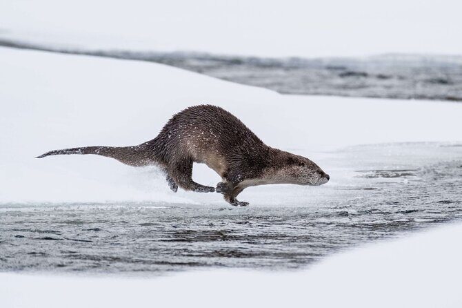 Yellowstone Winter Day Adventure - FAQs: Everything You Need to Know