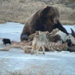 Yellowstone Winter Wildlife with Snowshoeing VIP Experience - Final Thoughts