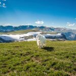 Yellowstone's Lamar Valley & Picnic Private Tour + Wildlife Guide - The Itinerary: A Deep Dive