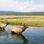 Yellowstone's Lamar Valley Wildlife Safari from Gardiner - The Itinerary: Whats in Store