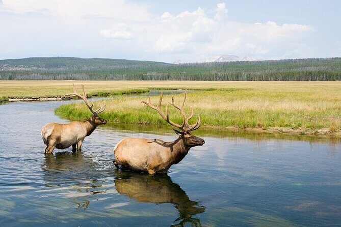 Yellowstone's Lamar Valley Wildlife Safari from Gardiner - The Itinerary: Whats in Store