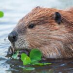 Yellowstone's Lamar Valley Wildlife Safari from Paradise Valley - FAQ