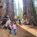 Yosemite Magic: Highlights, Sunset, and S'mores - An Immersive Yosemite Experience