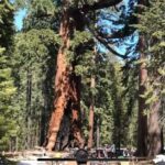 Yosemite: Mariposa Grove Guided Hike with Giant Sequoias - What to Pack and Prepare