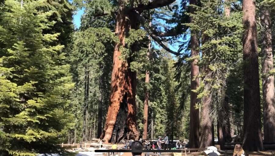 Yosemite: Mariposa Grove Guided Hike with Giant Sequoias - What to Pack and Prepare