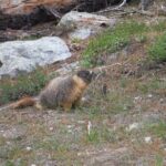 Yosemites High Country Adaptive Tour - Value and Price: Is It Worth It?