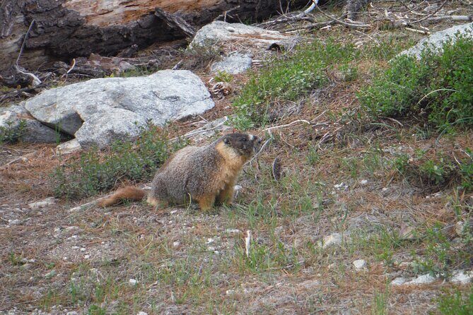 Yosemites High Country Adaptive Tour - Value and Price: Is It Worth It?