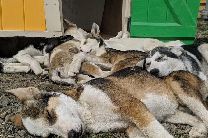 Yukon Husky Puppy Play Time & Summit Tour - Things to Keep in Mind