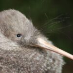 Zealandia Small Group Eco Wildlife Night Tour - The Value of the Experience