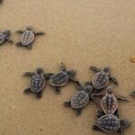 Zihuatanejo: Turtle Release Experience at Playa Blanca - Why This Tour Works