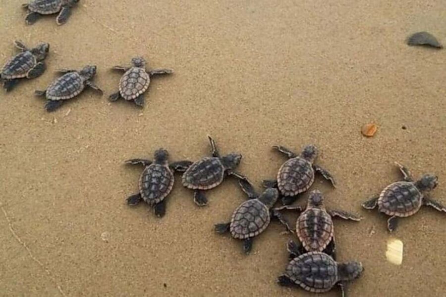 Zihuatanejo: Turtle Release Experience at Playa Blanca - Why This Tour Works