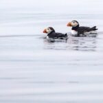 Zodiac Coastal Tour with Naturalist Guide: Lunenburg - What to Expect on the Itinerary