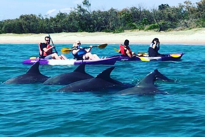 2-Hour Dolphin Kayak & Snorkel Tour on the Broadwater - The Itinerary: What’s actually involved?