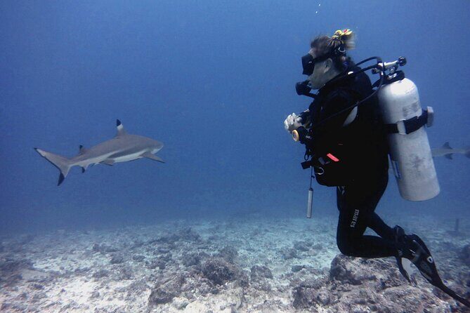 2 Tank (1 Day) Guided Diving for Certified Divers - Denarau Marina - Who Is This Tour Best Suited For?