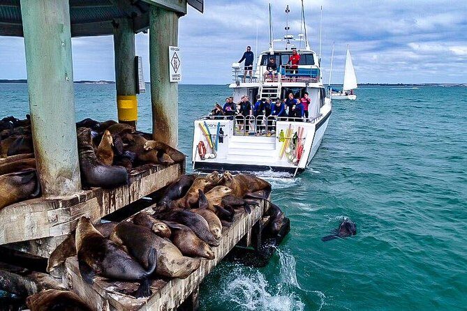 3-Hour Dolphin and Seal Sightseeing Cruise, operated with swim tour passengers - The Value of the Experience