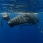 4 Hours of Humpback Whale Watching in Tahiti - The Practical Details
