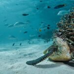 5 Night Ningaloo Reef Ningaloo Escape from Coral Bay - What’s Included & What’s Not