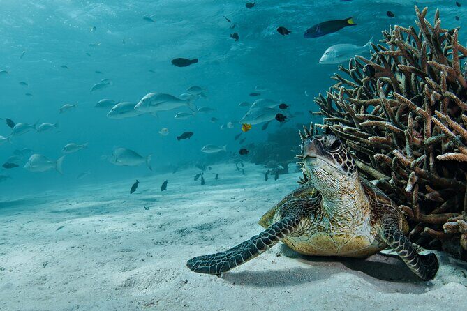 5 Night Ningaloo Reef Ningaloo Escape from Coral Bay - What’s Included & What’s Not