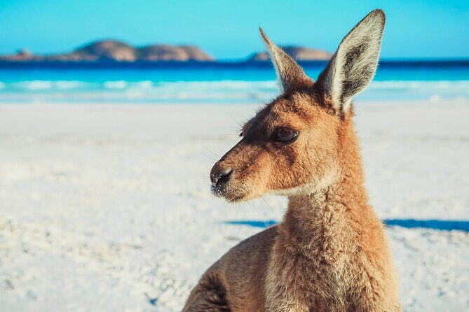 6 Day Esperance & Margaret River Adventure Tour - How the Price Reflects the Experience