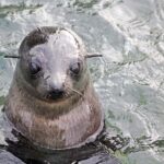 Abel Tasman: Sea Shuttle Cruise and Walking Tour Combo - The Balance of Value and Cost