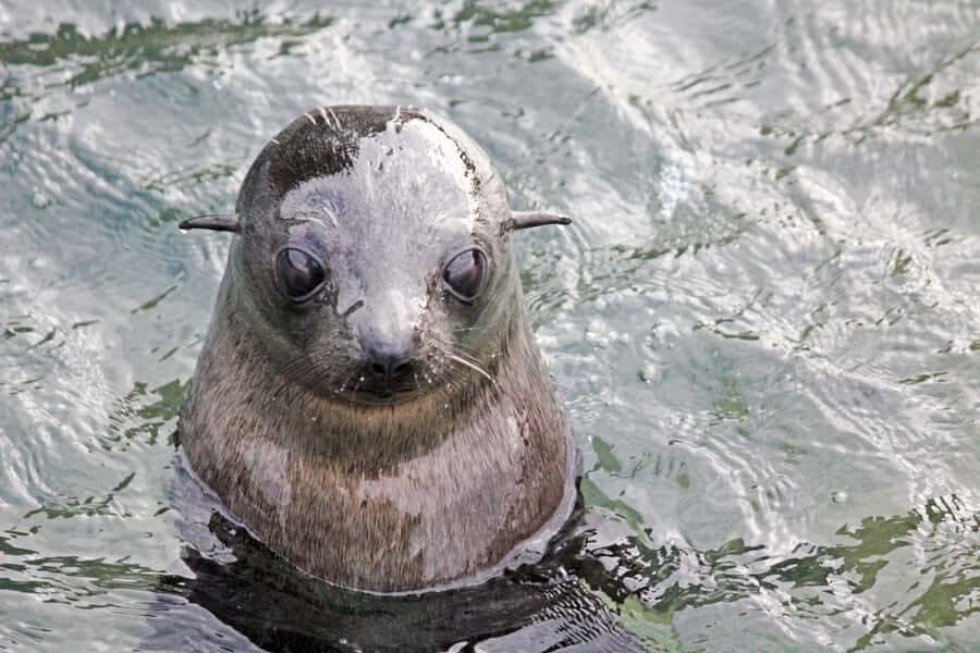Abel Tasman: Sea Shuttle Cruise and Walking Tour Combo - The Balance of Value and Cost
