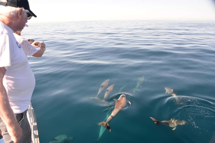 Adelaide: 4-Hour Guaranteed Wild Dolphin Watching Cruise - Who Is This Tour Best For?