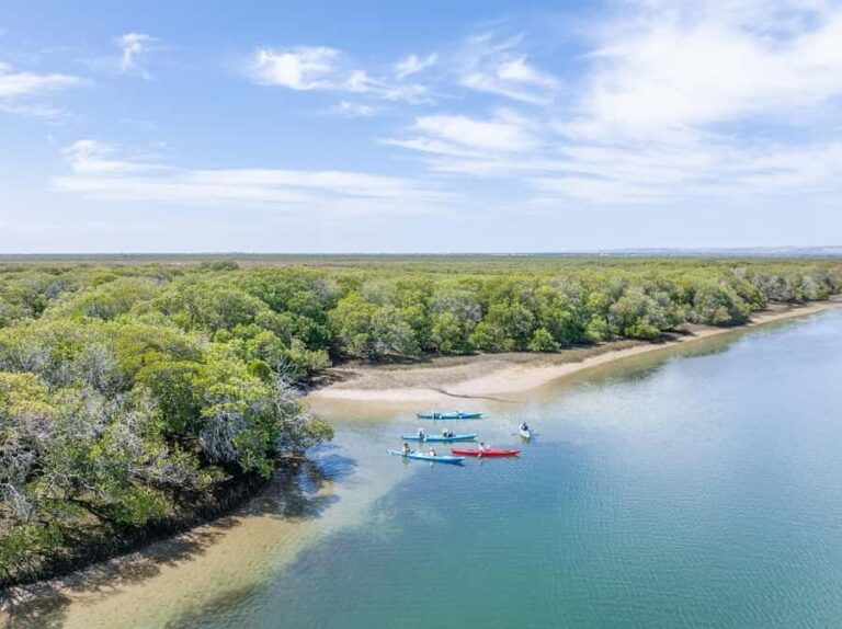 Adelaide: Dolphin Sanctuary Mangroves Kayak Tour - What We Like About the Tour