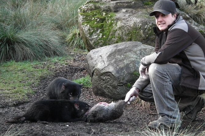 After Dark Tasmanian Devil Feeding Tour at Cradle Mountain - Who Will Love This Tour?