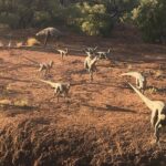 Age of Dinosaurs Museum Half Day Guided Transfer from Winton - Who Should Consider This Tour?