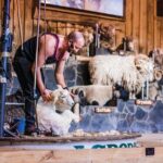 Agrodome Farm Experience including Farm Show and Farm Tour - Rotorua - Detailed Breakdown of the Itinerary