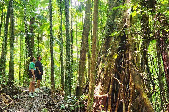Airlie Waterfalls & Rainforest Bushwalk Eco Adventure - What the Reviews Say