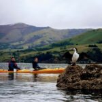 Akaroa: Akaroa Marine Reserve Sea Kayaking Tour - What to Expect from the Experience