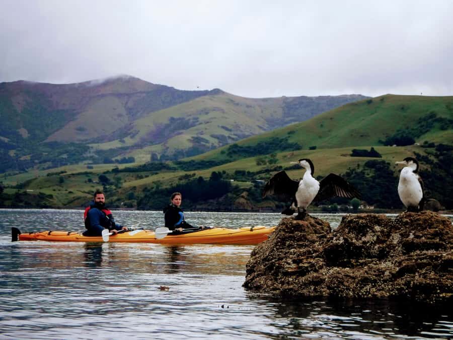 Akaroa: Akaroa Marine Reserve Sea Kayaking Tour - What to Expect from the Experience