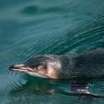 Akaroa: Pohatu Little Penguins 3-Hour Evening Experience - Who Is This Tour For?