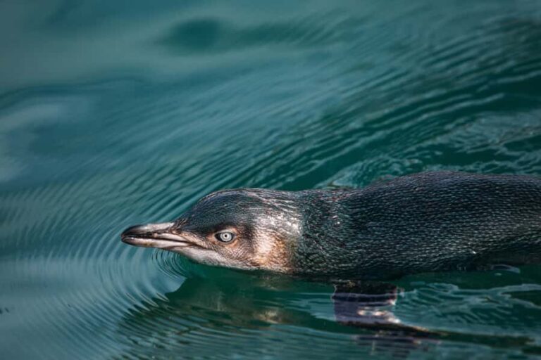Akaroa: Pohatu Little Penguins 3-Hour Evening Experience - Who Is This Tour For?
