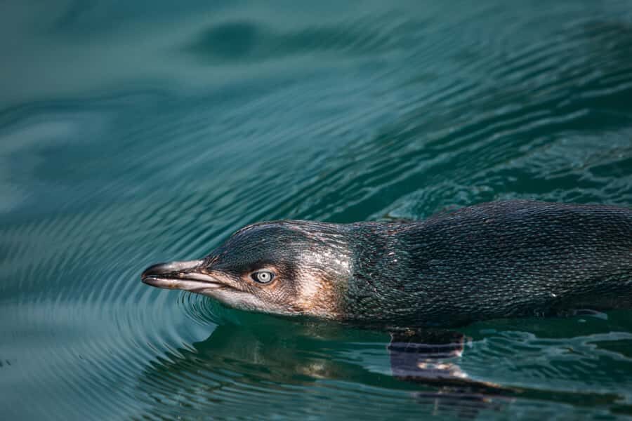 Akaroa: Pohatu Little Penguins 3-Hour Evening Experience - Who Is This Tour For?