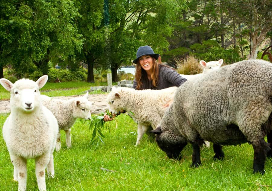 Akaroa: Pohatu Penguins Scenic Nature 2-Hour or 4-Hour Tour - Pohatu Bay and the Farm Visit