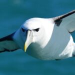 Akaroa Wildlife Cruise - Who Would Love This Tour?