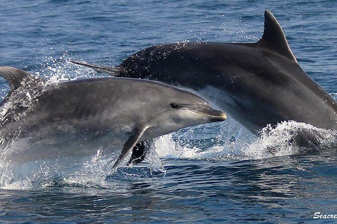 Albufeira: Dolphins and Caves Tour - Physical Experience: What to Expect and Prepare For