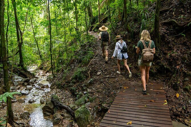 Amazing Daintree Rainforest Tour Waterfall Hike, Lunch, Swim & Crocodile Cruise - What Makes This Tour Stand Out?