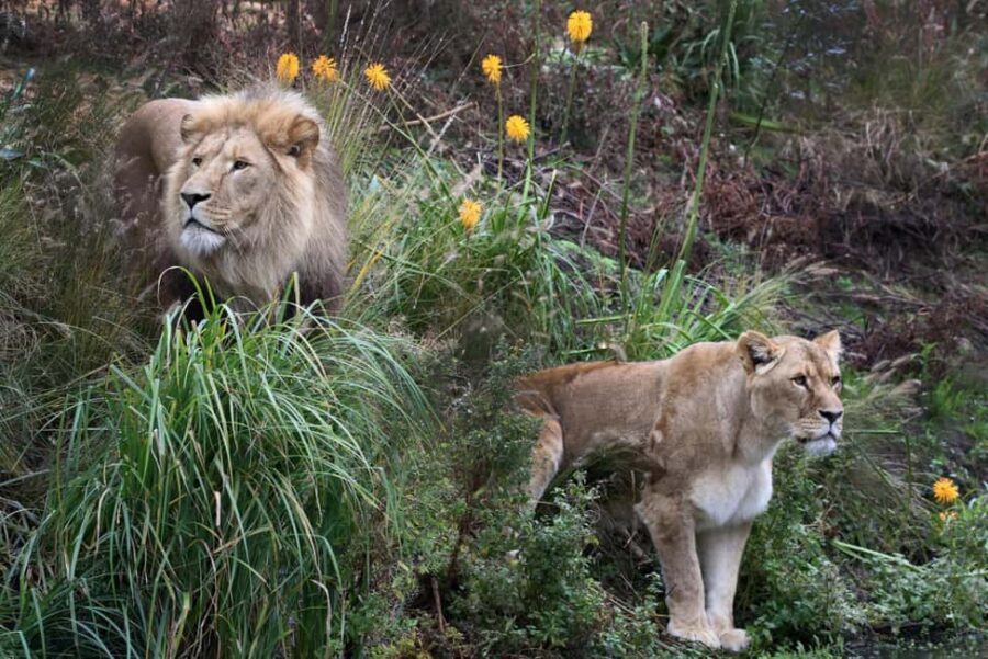 Amsterdam: ARTIS Amsterdam Royal Zoo Entry Ticket - Price and what you truly get for $35