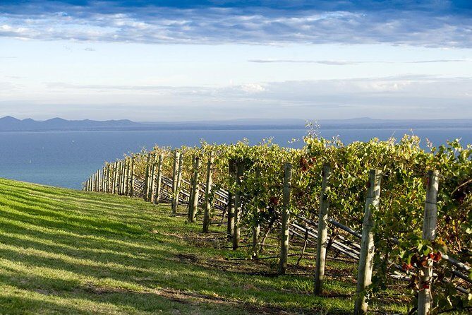 Around the Bay Food and Wine Taste Trail - What We Love & What to Consider