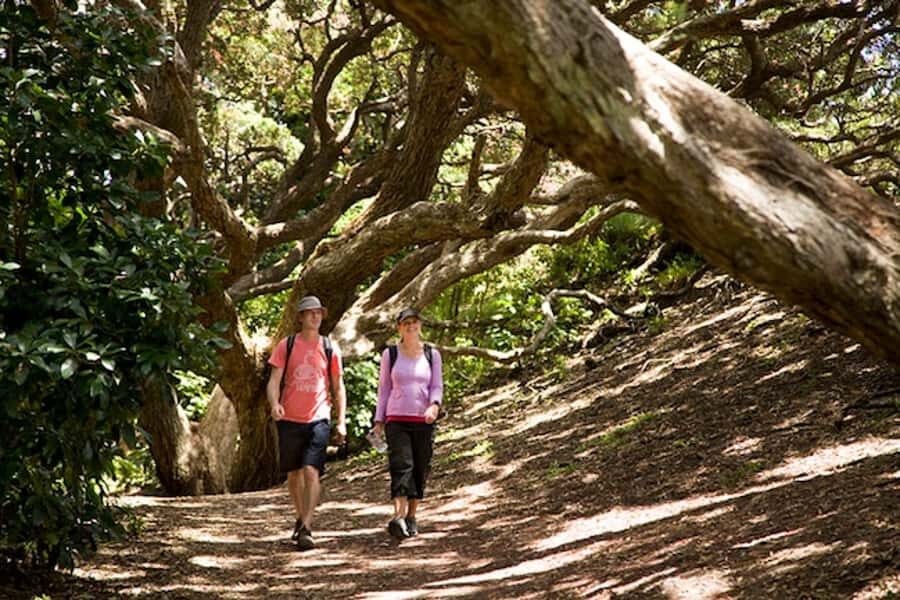 Auckland City and West Coast Luxury Tour - The Value of the Tour