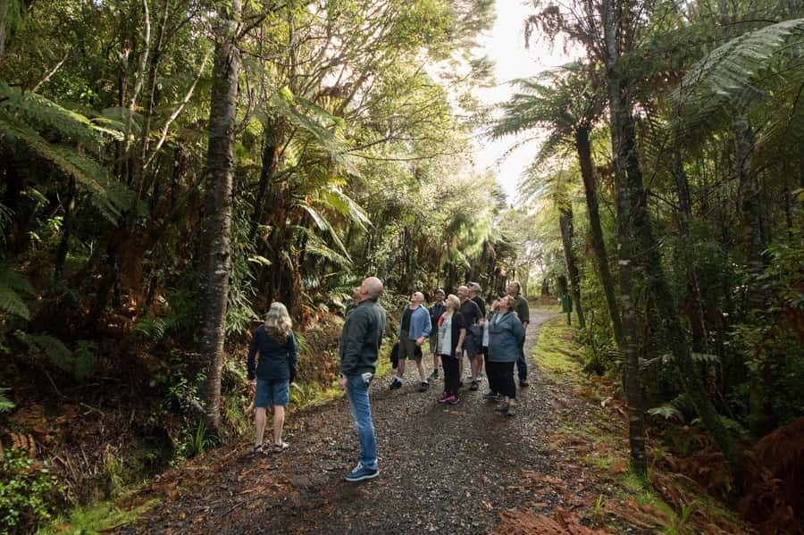 Auckland City, Beaches & Rainforest Premium Small Group Tour - Moving to Nature: Rainforest and Beaches