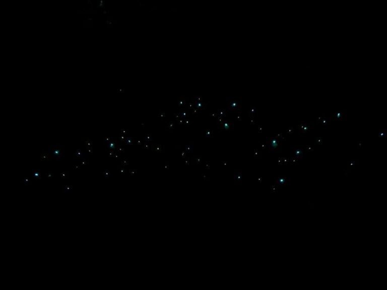 Auckland: Inner-City Glowworm Experience in Ancient Volcano - Detailed Breakdown of the Itinerary