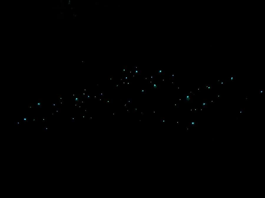 Auckland: Inner-City Glowworm Experience in Ancient Volcano - Detailed Breakdown of the Itinerary