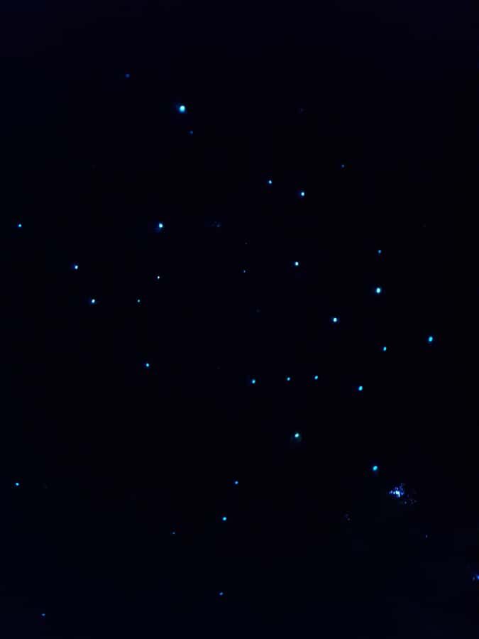 Auckland North Shore Glowworm Tour - The Itinerary Breakdown