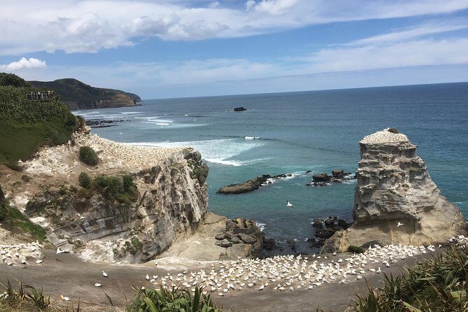 Auckland Sights Exclusive 4 Hour Luxury Day Tour - Who Will Love This Tour?