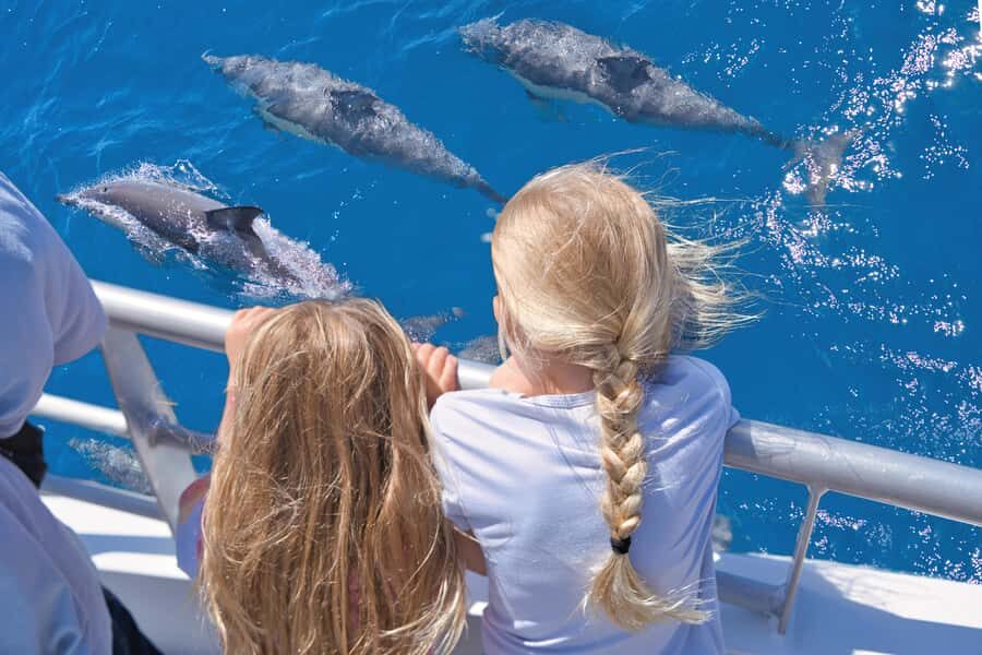 Auckland: Tikapa Moana Whales, Dolphins and Islands Cruise - Value for Money