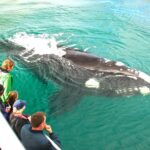 Augusta Whale Watching Eco Tour - How Does the Pricing Stack Up?